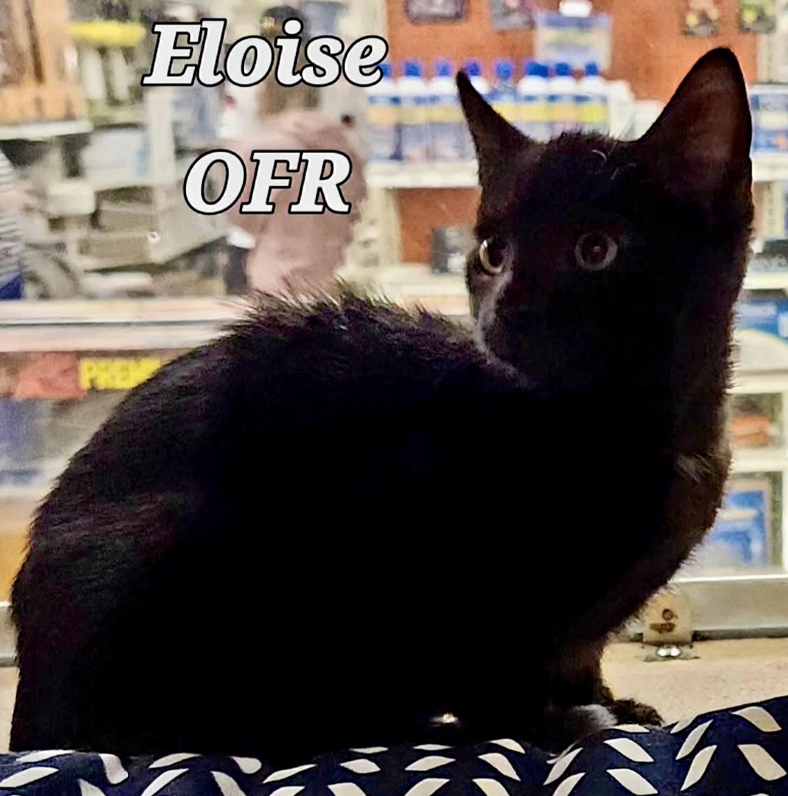 Enlarge Eloise, a ADOPTABLE Domestic Short Hair in Owasso, OK image 2/2