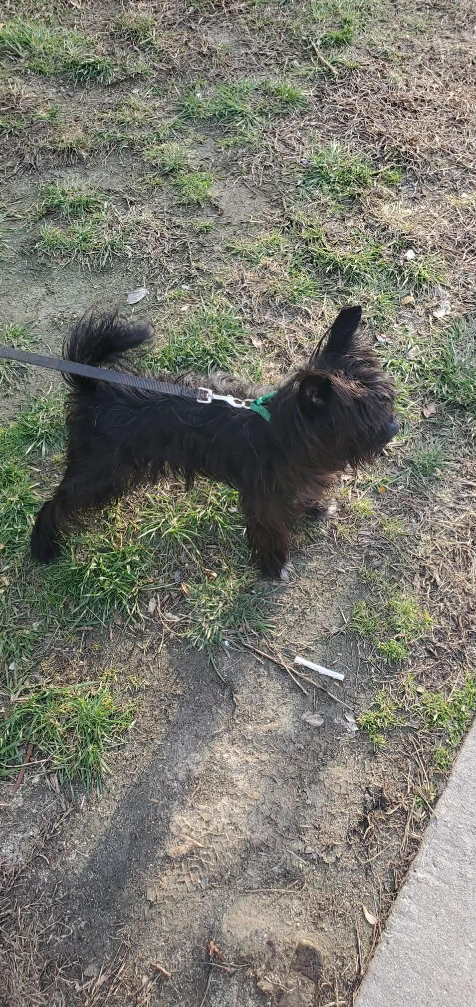 Enlarge Leon, a Adoptable Terrier in Fremont, NC image 2/2