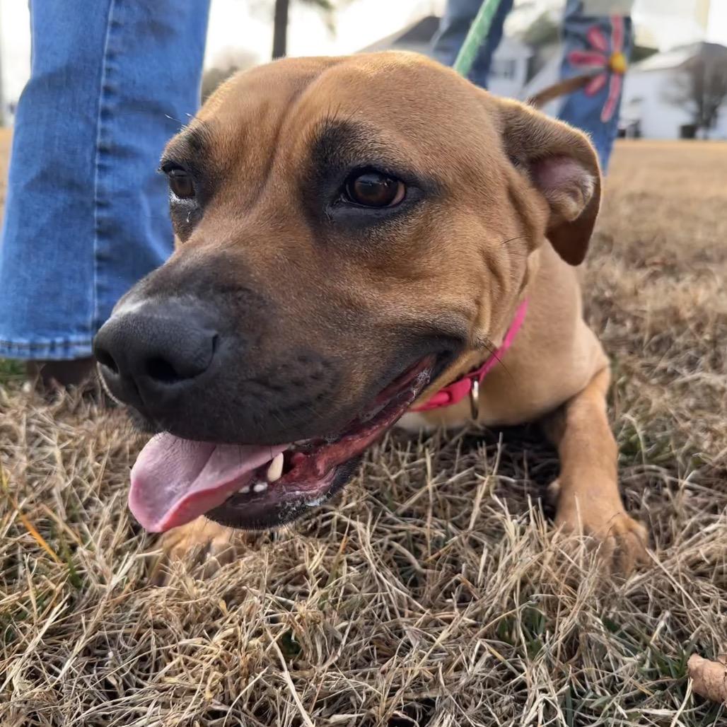 Lantana, Adoptable, Adult Female Mixed Breed.