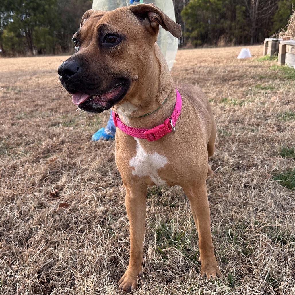 Enlarge Lantana, a Adoptable Mixed Breed in Chesapeake, VA image 2/3