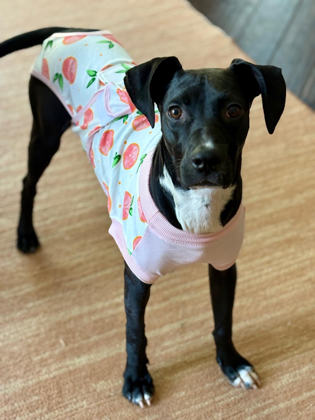 Enlarge Glinda, a Adoptable mixed breed in Cumming, GA image 2/6