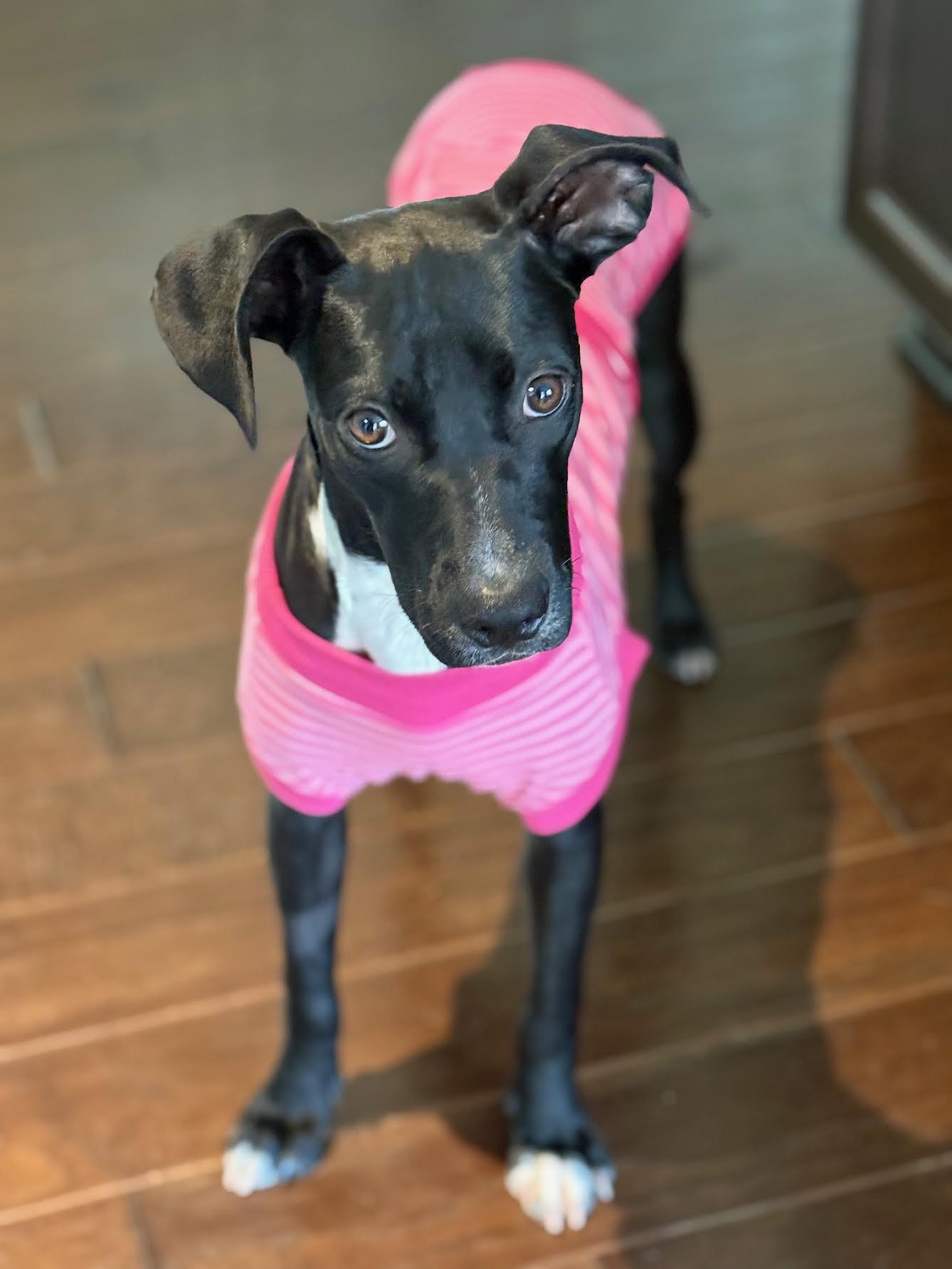 Enlarge Glinda, a Adoptable mixed breed in Cumming, GA image 3/6