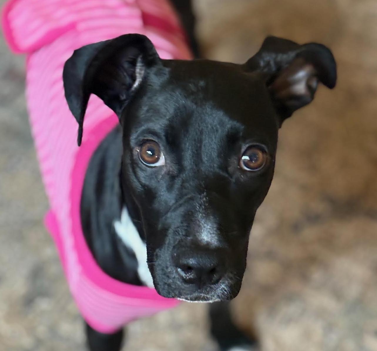 Enlarge Glinda, a Adoptable mixed breed in Cumming, GA image 1/6