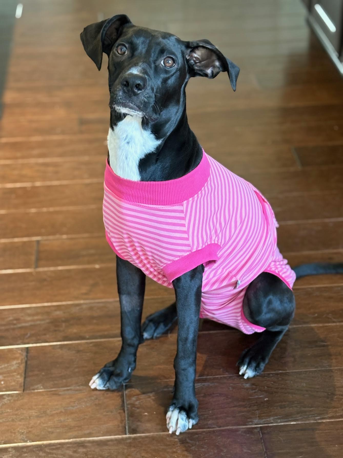 Enlarge Glinda, a Adoptable mixed breed in Cumming, GA image 4/6