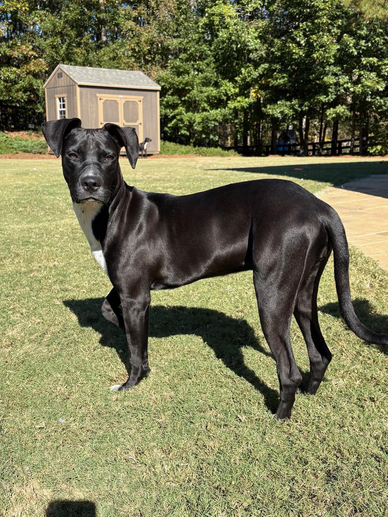 Enlarge Glinda, a Adoptable mixed breed in Cumming, GA image 6/6