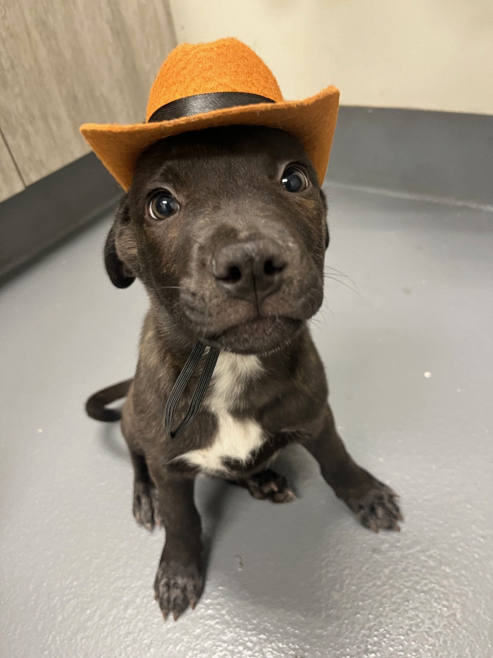 Dog for adoption Goblin, a Mastiff Mix in Hilton Head Island, SC