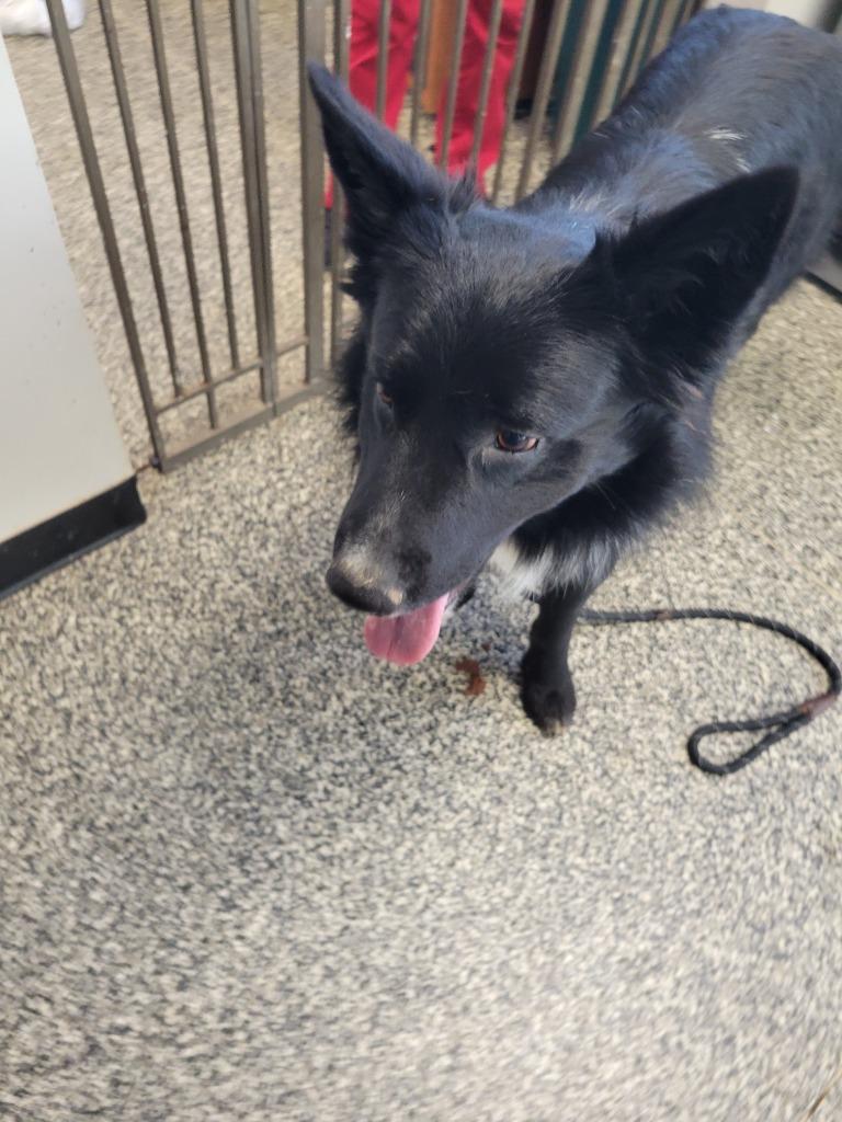 Caspian, Adoptable, Adult Male Mixed Breed.