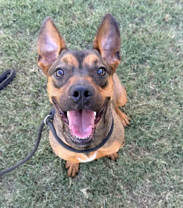Celia, Adoptable, Young Female Corgi & Terrier.