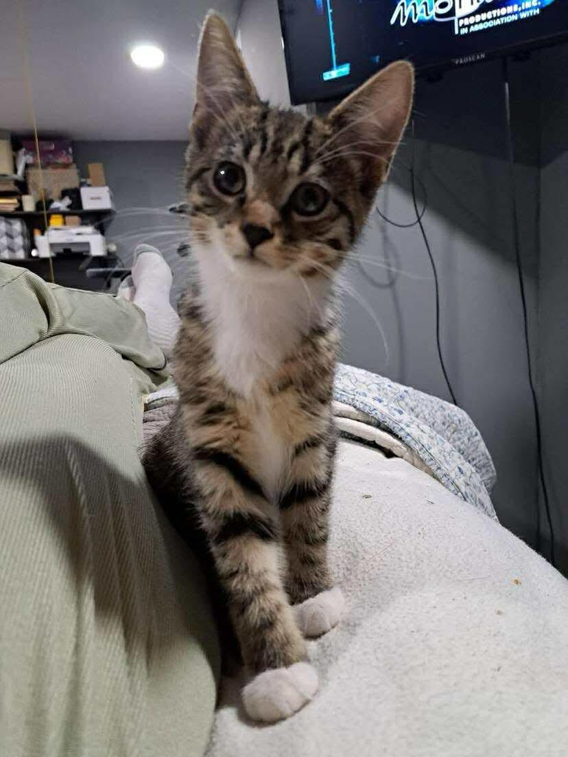 Sweet Potato, Adopted, Kitten Male Domestic Short Hair.