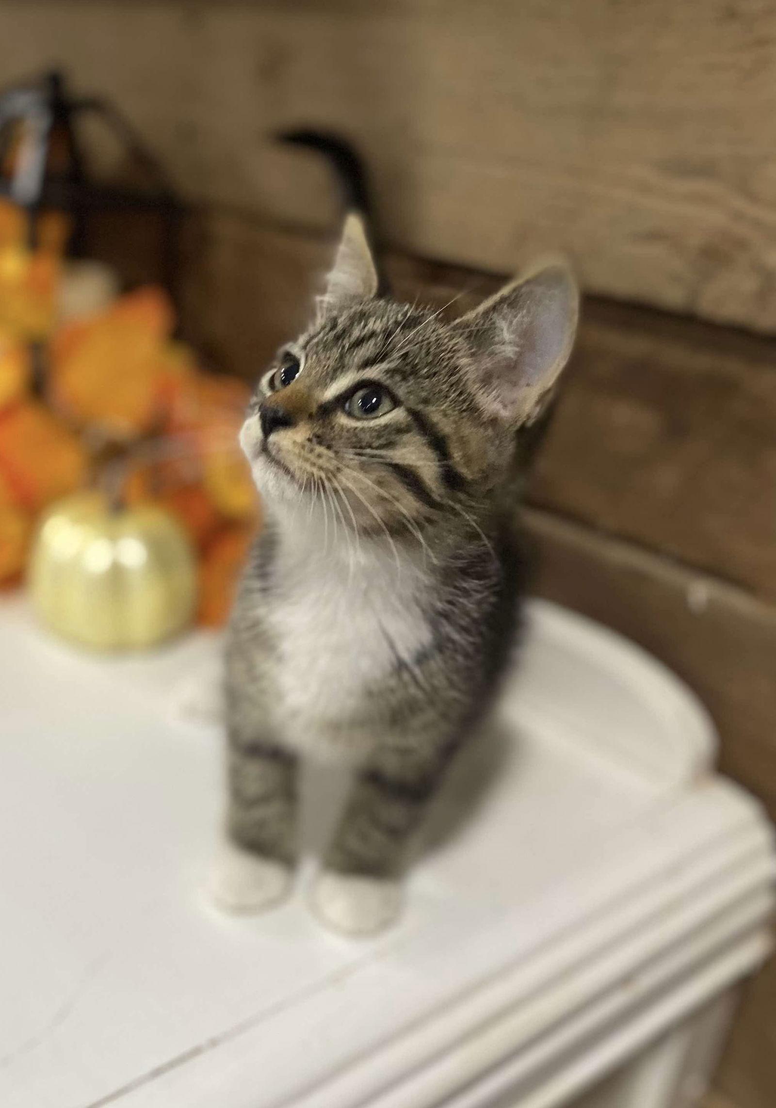 Sweet Potato, a Adopted Domestic Short Hair in Oakboro , NC image 2/2