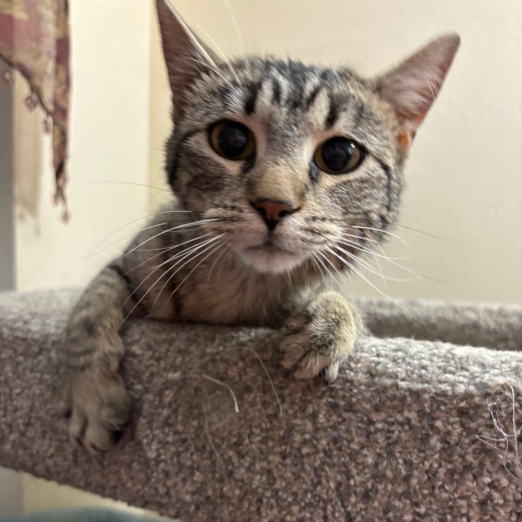 Maple **Off-Site Foster Home**, Adoptable, Young Female Domestic Short Hair.