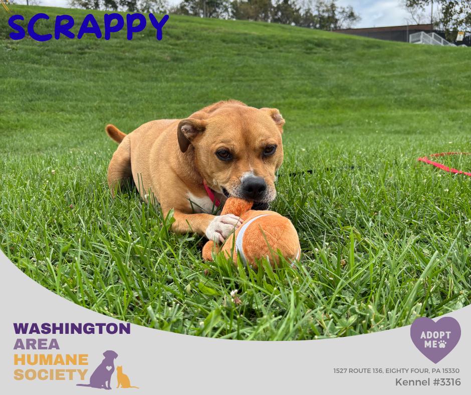 Enlarge Scrappy, a Adoptable mixed breed in Eighty Four, PA image 1/3