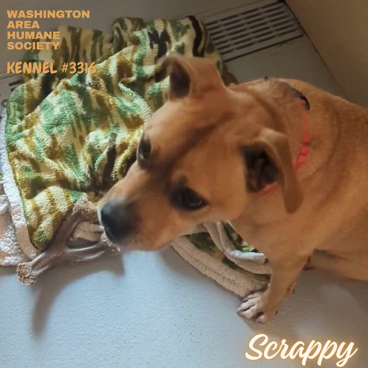 Enlarge Scrappy, a Adoptable mixed breed in Eighty Four, PA video 2/2