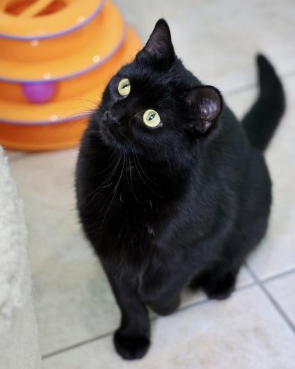 Noir, a Adoptable Domestic Short Hair in Hastings, MN image 1/3