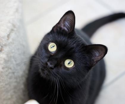 Noir, a Adoptable Domestic Short Hair in Hastings, MN image 2/3