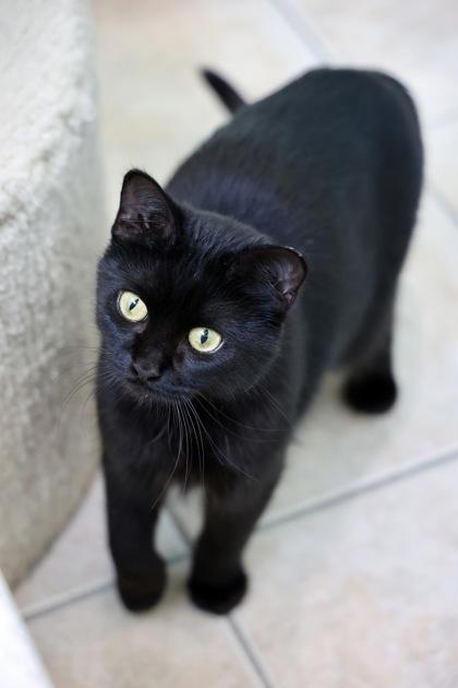 Noir, a Adoptable Domestic Short Hair in Hastings, MN image 3/3