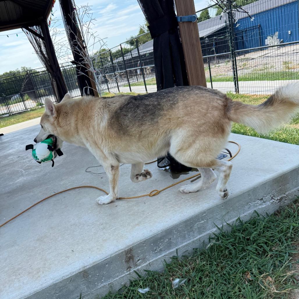 Enlarge Gunner, a Adoptable mixed breed in Eufaula, OK image 1/6