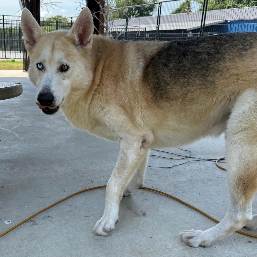 Gunner, a Adoptable mixed breed in Eufaula, OK image 2/6