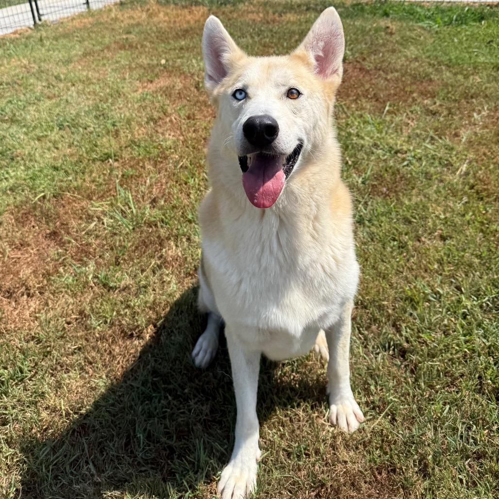Enlarge Gunner, a Adoptable mixed breed in Eufaula, OK image 3/6