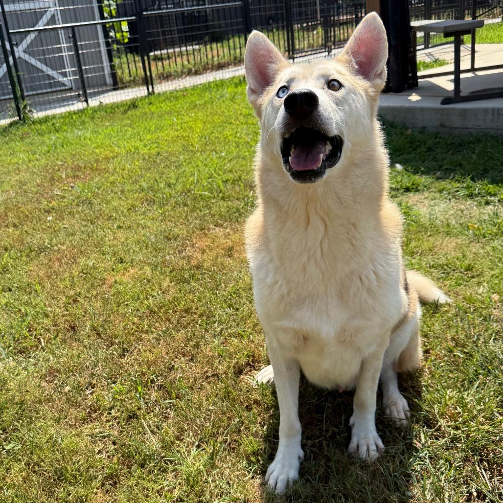 Enlarge Gunner, a Adoptable mixed breed in Eufaula, OK image 5/6