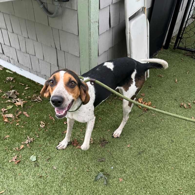 Enlarge Frass, a Adopted Coonhound in New Bedford, MA image 1/1