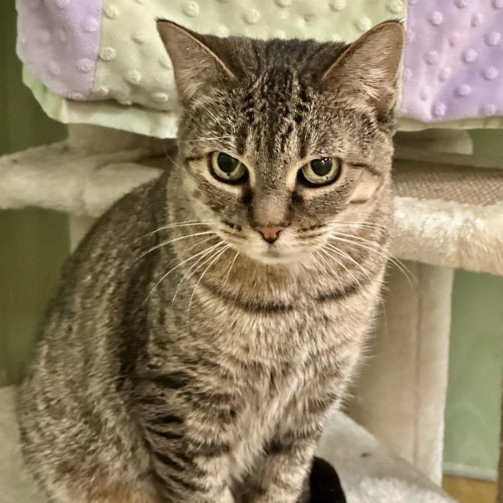 Enlarge Cici, a ADOPTABLE Domestic Short Hair in Hudson, NY image 1/1
