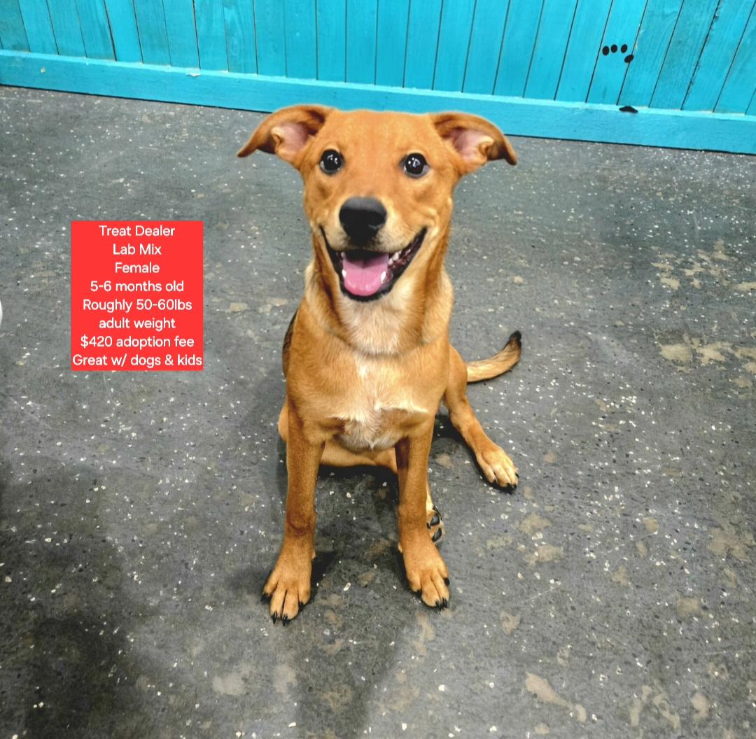 Treat Dealer, Adoptable, Young Female Labrador Retriever.