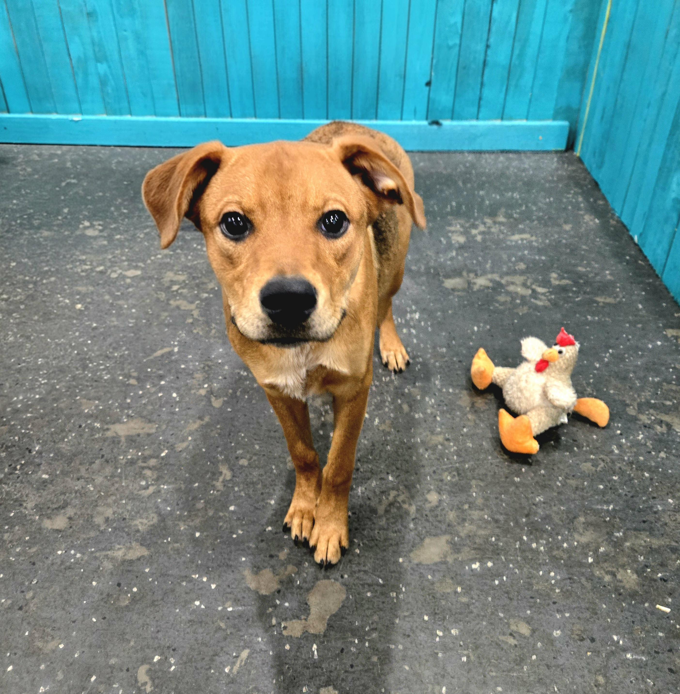 Enlarge Treat Dealer, a Adoptable mixed breed in Oviedo, FL image 2/2