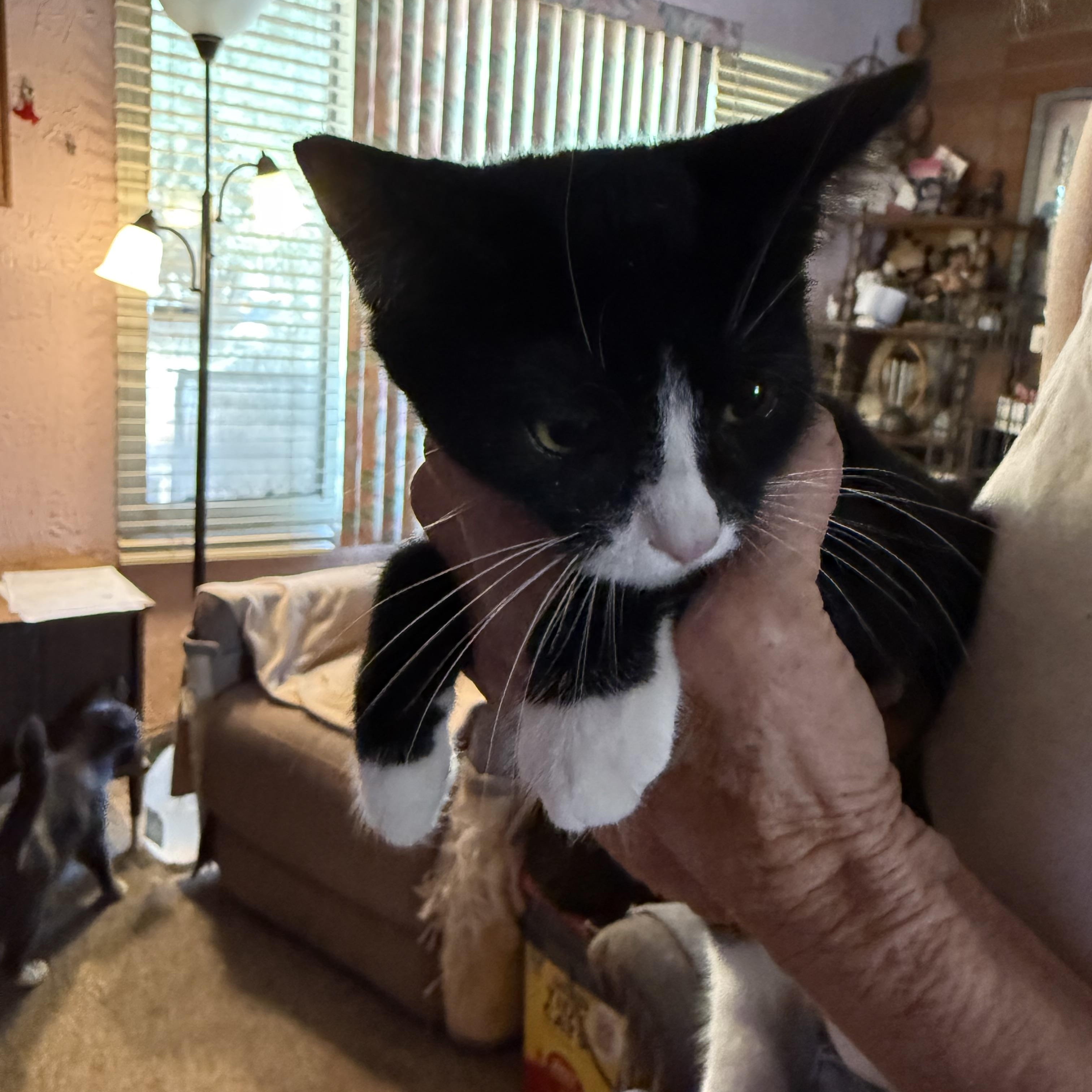 Enlarge Double Take, a ADOPTABLE Tuxedo in Las Vegas, NV image 1/1