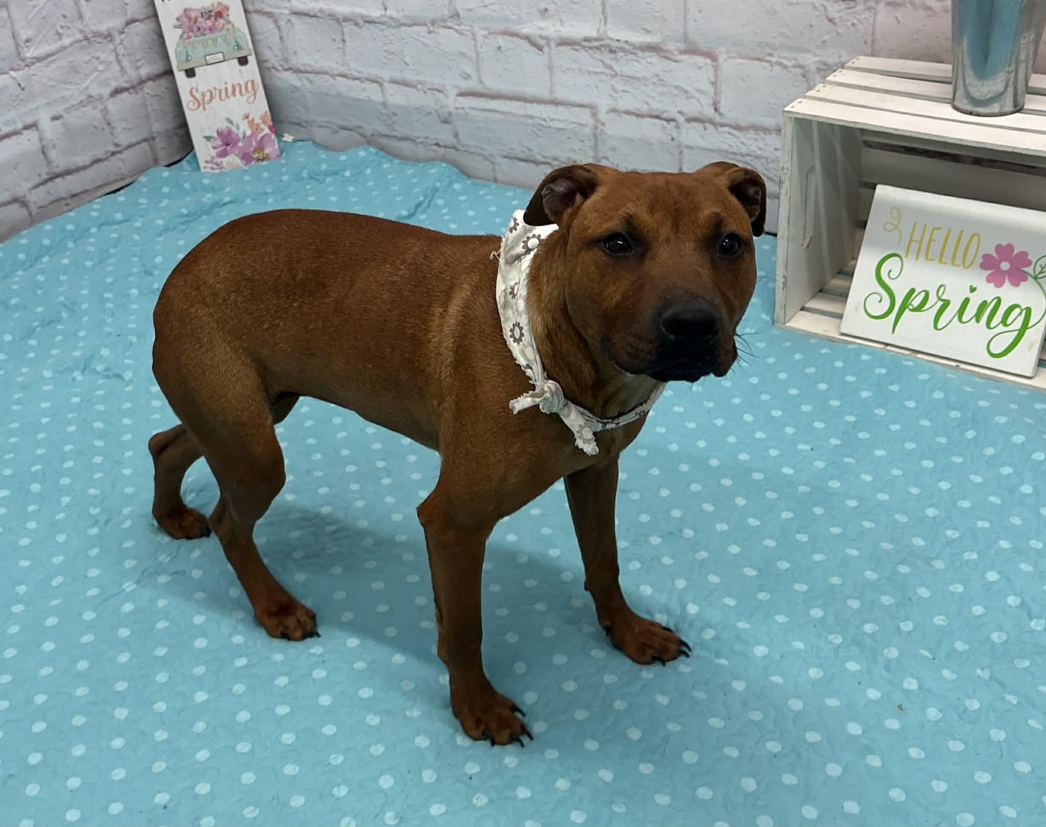 Enlarge Shelly, a Adoptable mixed breed in Oxford, MI image 5/5