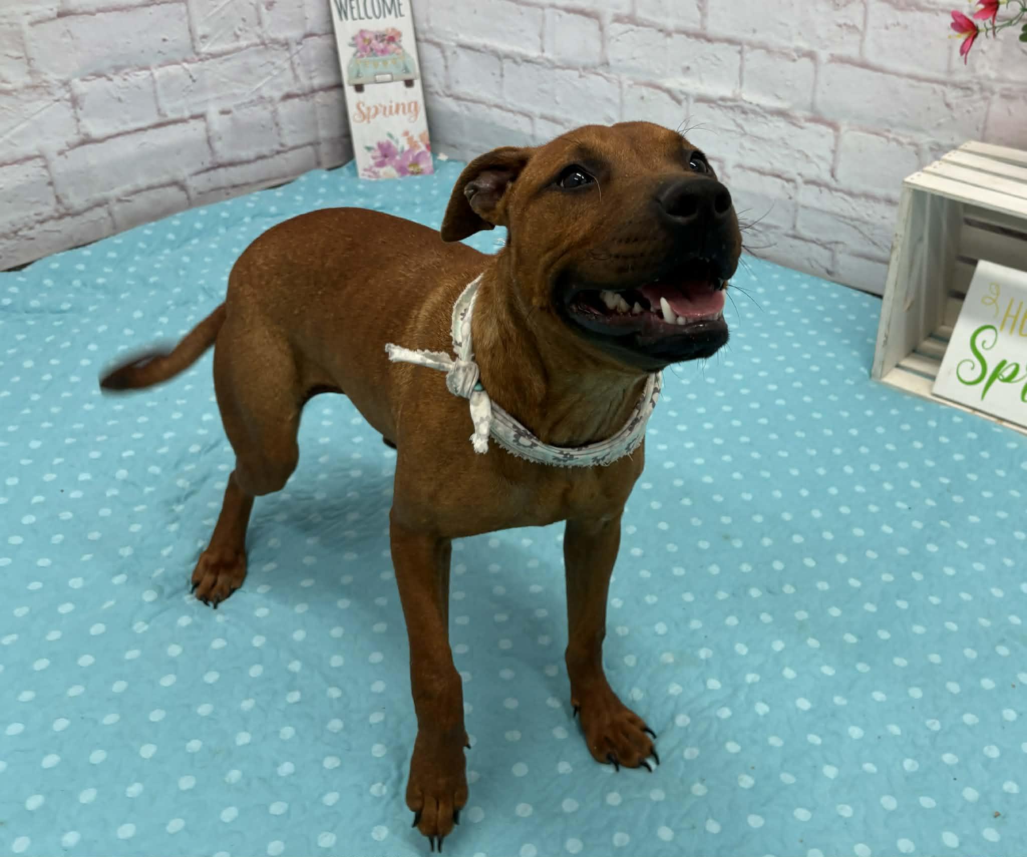 Enlarge Shelly, a Adoptable mixed breed in Oxford, MI image 2/5