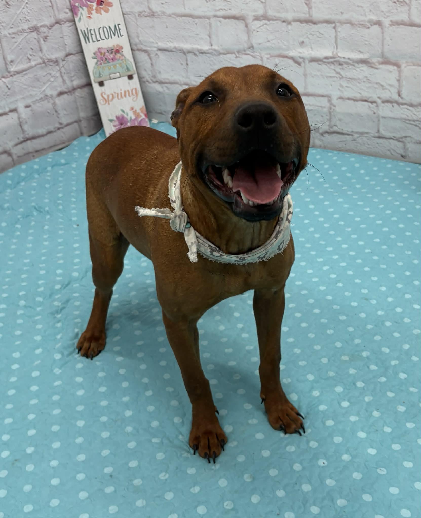 Enlarge Shelly, a Adoptable mixed breed in Oxford, MI image 4/5