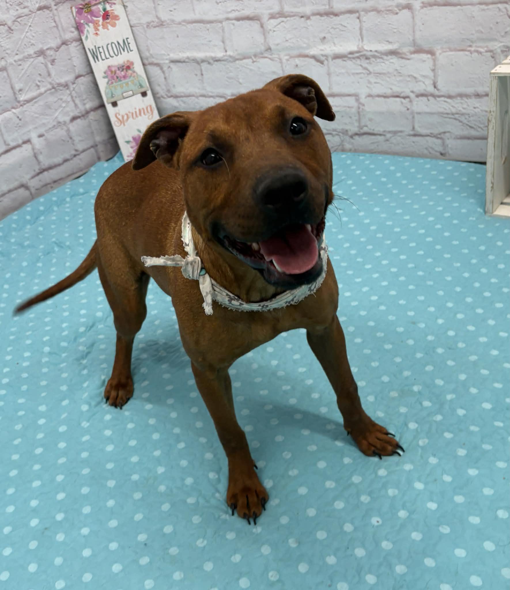 Enlarge Shelly, a Adoptable mixed breed in Oxford, MI image 1/5