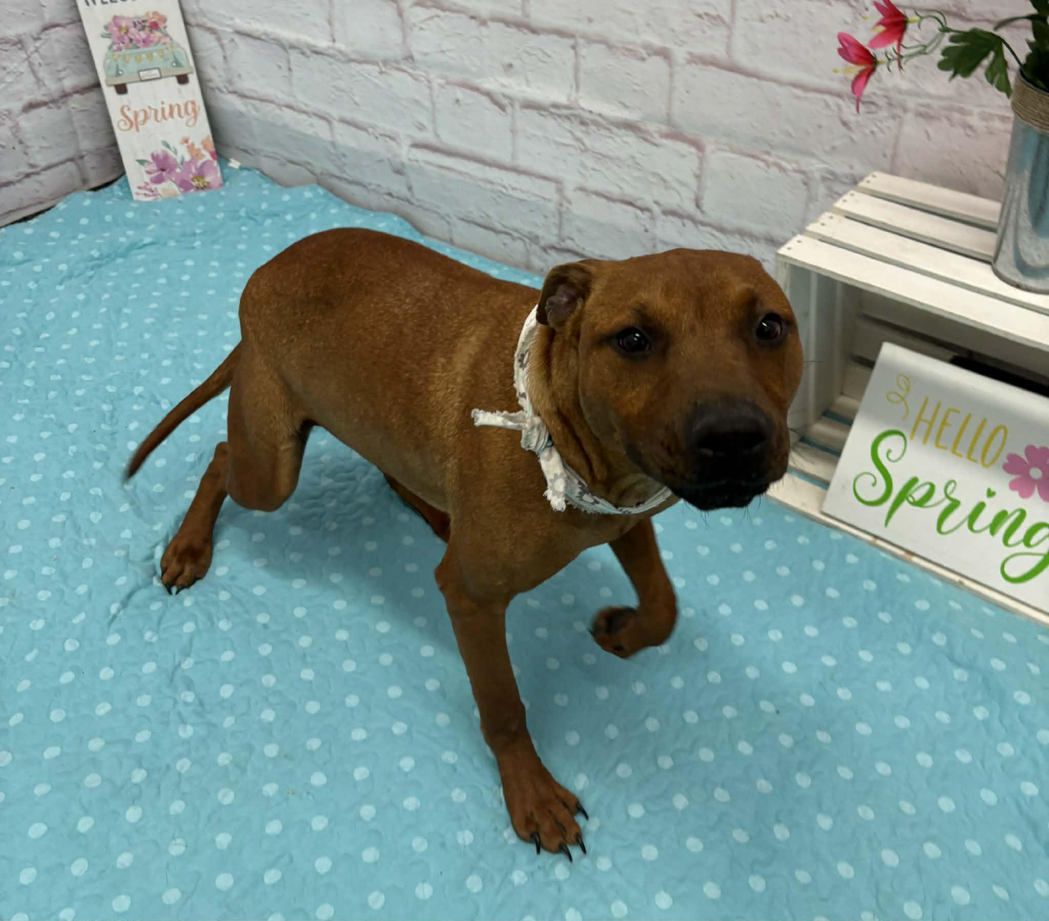Enlarge Shelly, a Adoptable mixed breed in Oxford, MI image 3/5