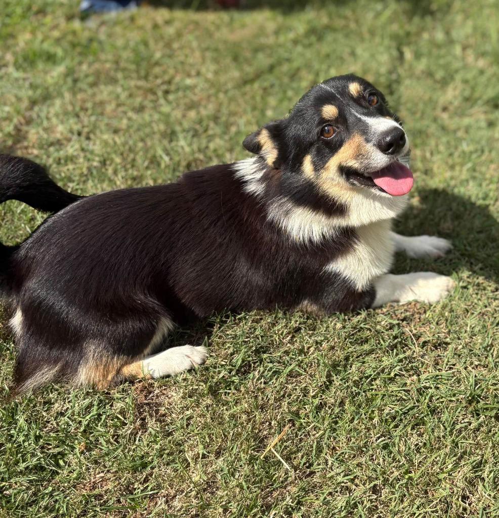 Alfie, Adoptable, Young Male Corgi.