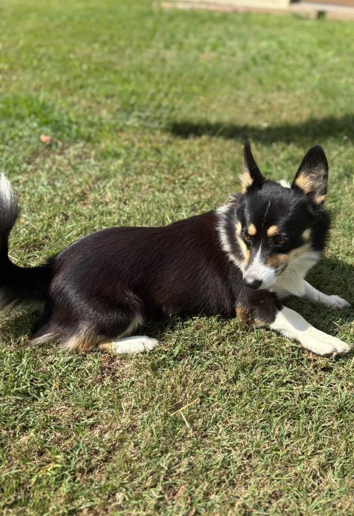 Enlarge Alfie, a Adoptable Corgi in Fond Du Lac, WI image 2/4