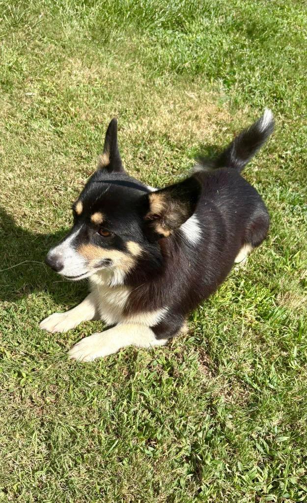 Enlarge Alfie, a Adoptable Corgi in Fond Du Lac, WI image 3/4