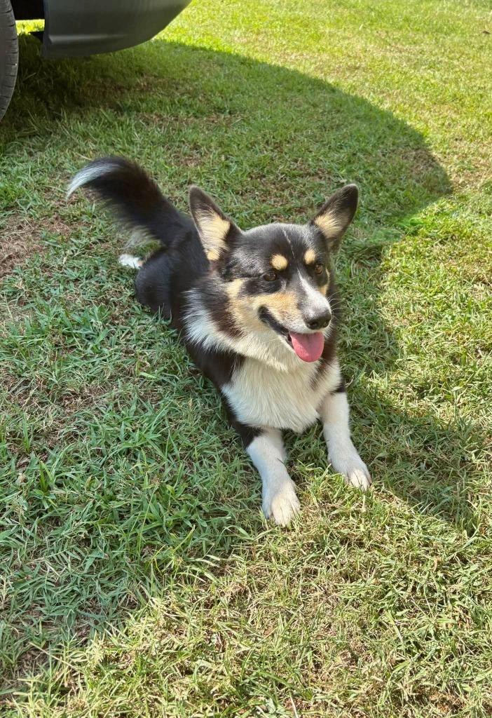 Enlarge Alfie, a Adoptable Corgi in Fond Du Lac, WI image 4/4