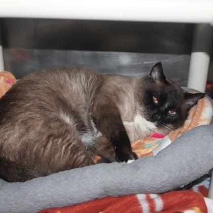 Enlarge Valentino, an adopted mixed breed in Syracuse, NY image 1/1