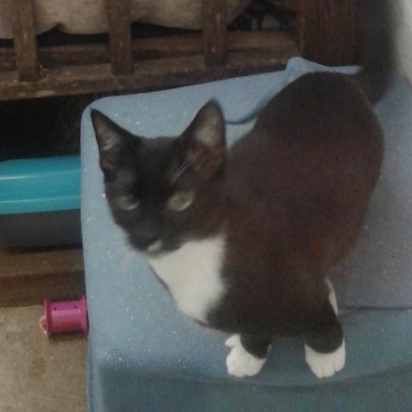 Glengarry, an adoptable Tuxedo in Stanwood, WA, 98292 | Photo Image 2