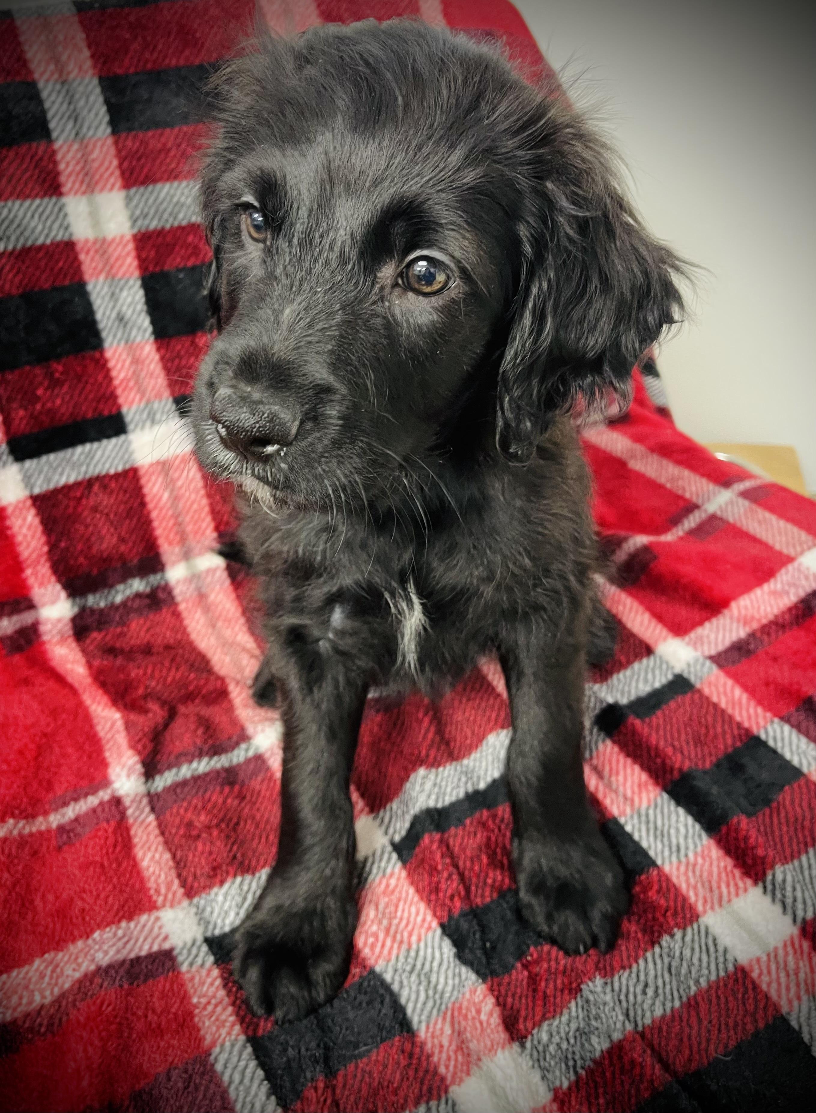 Maple  Max & thumbnail 3