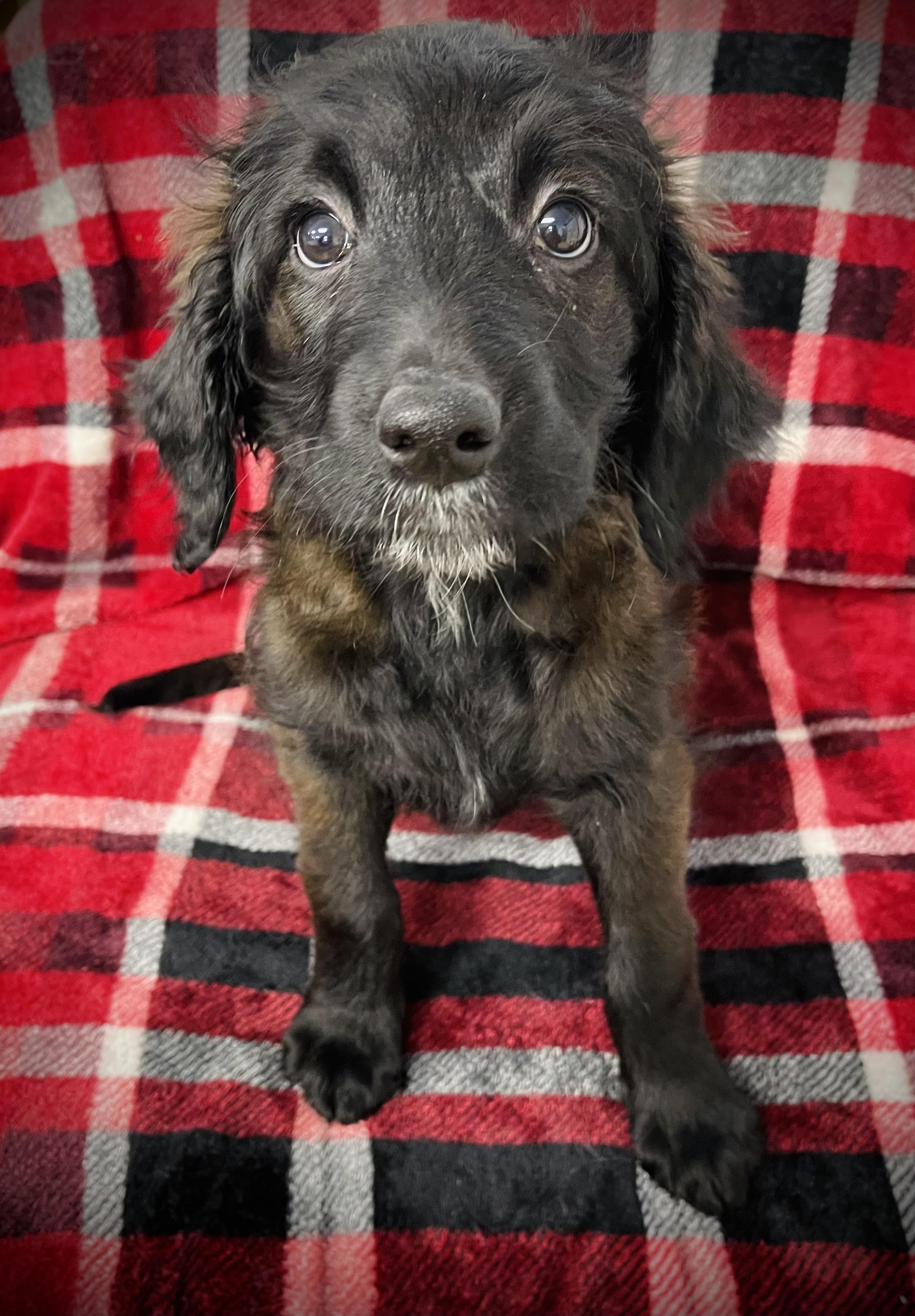 Maple  Max & thumbnail 4