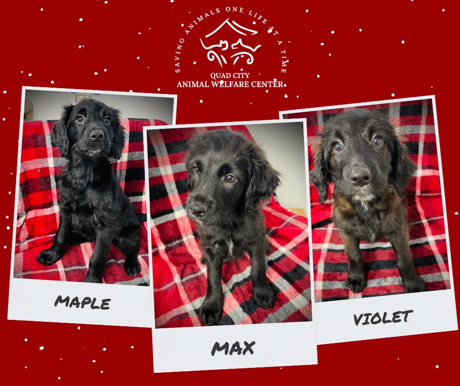 Maple  Max & thumbnail 5