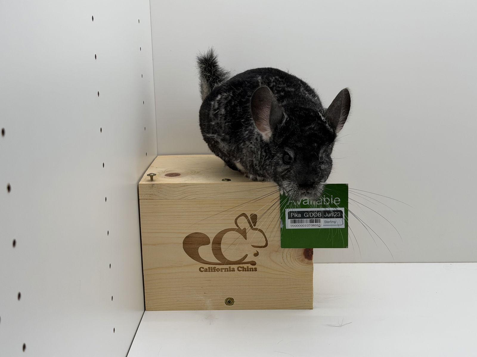 Pika, Adoptable, Adult Female Chinchilla.