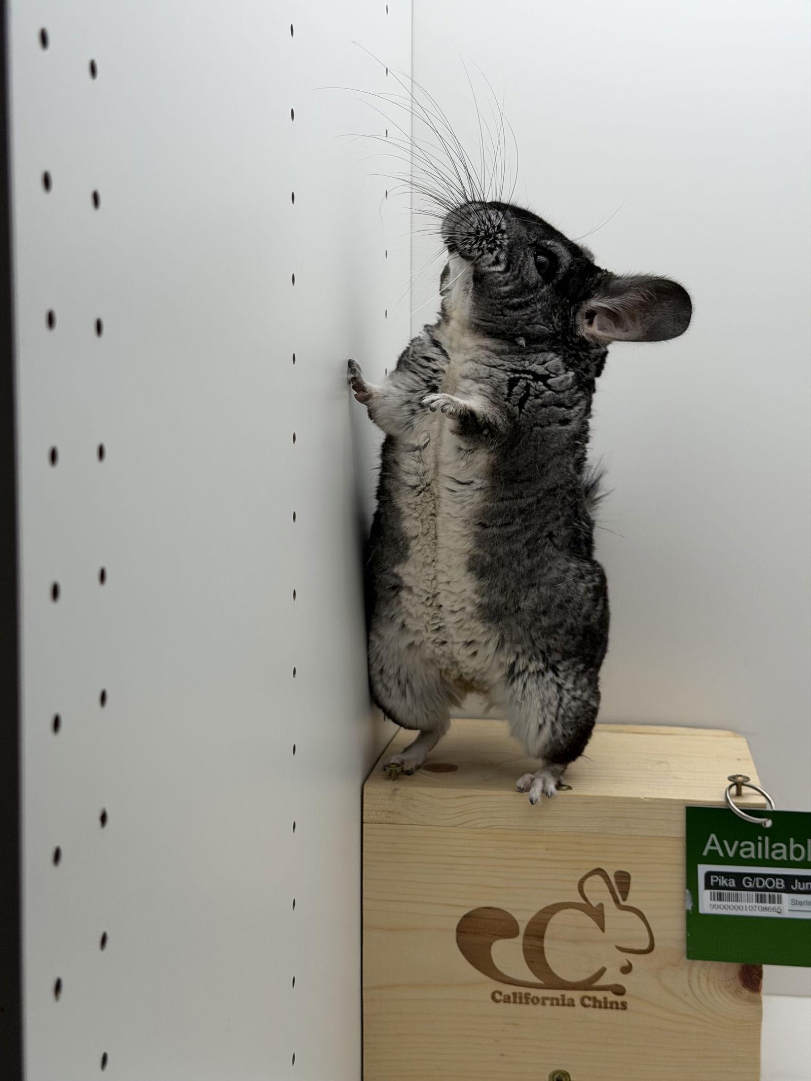 Pika, Adoptable, Adult Female Chinchilla.