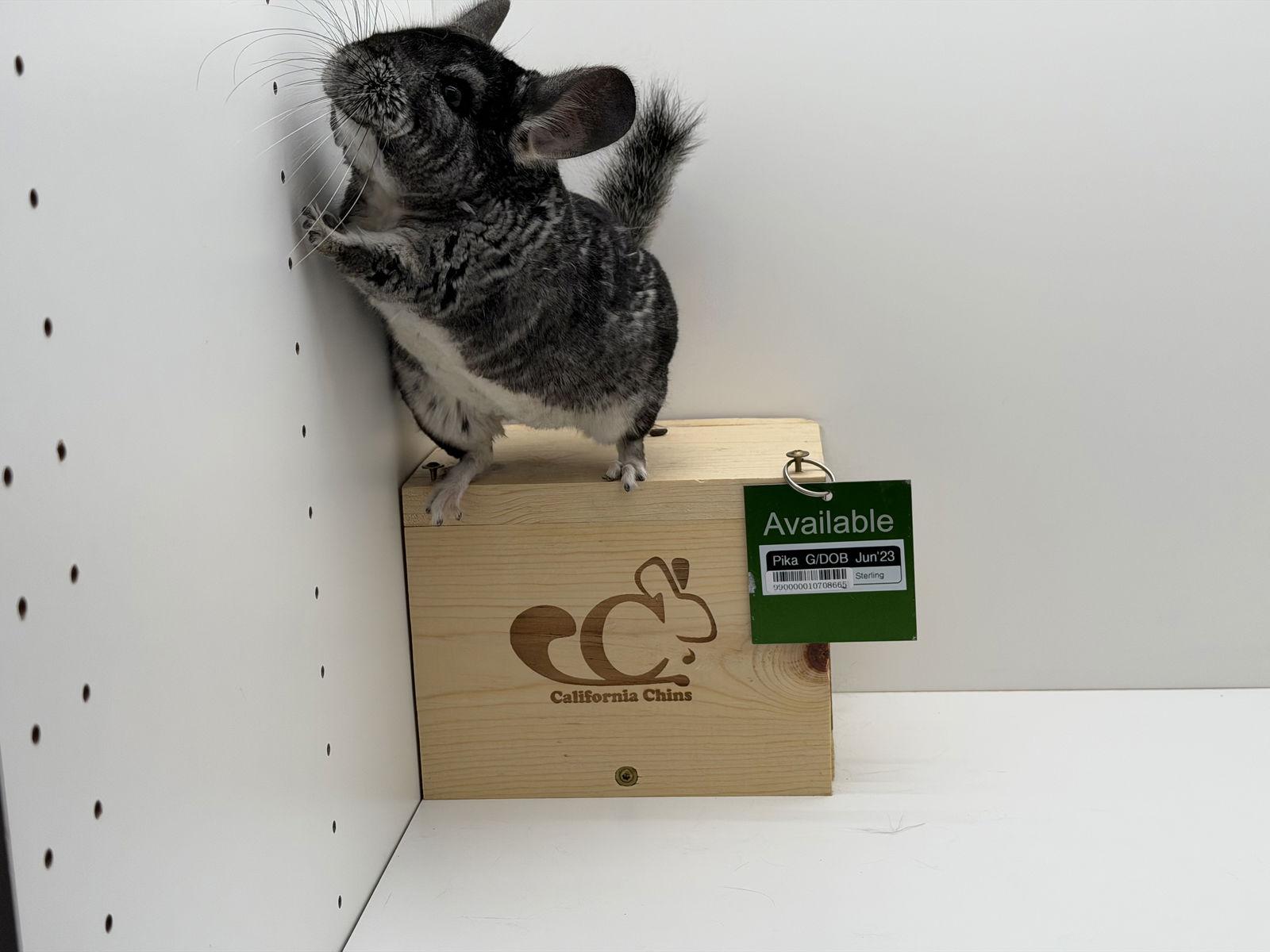 Enlarge Pika, a Adoptable Chinchilla in Sunnyvale, CA image 3/3
