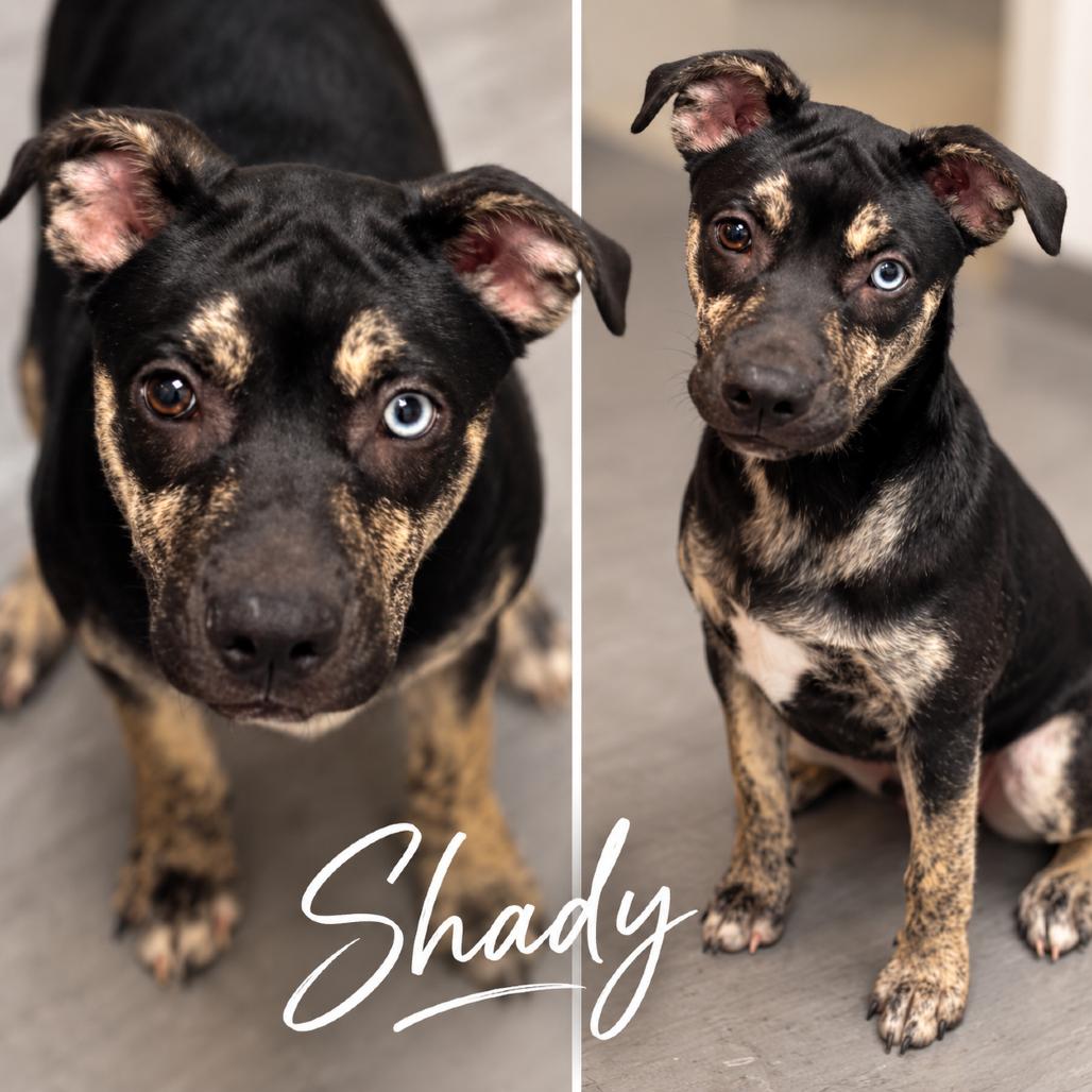Shady *, Adoptable, Puppy Female Husky & Mountain Cur.