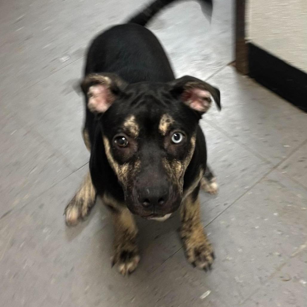 Enlarge Shady *, a Adoptable mixed breed in Wadena, MN image 2/4