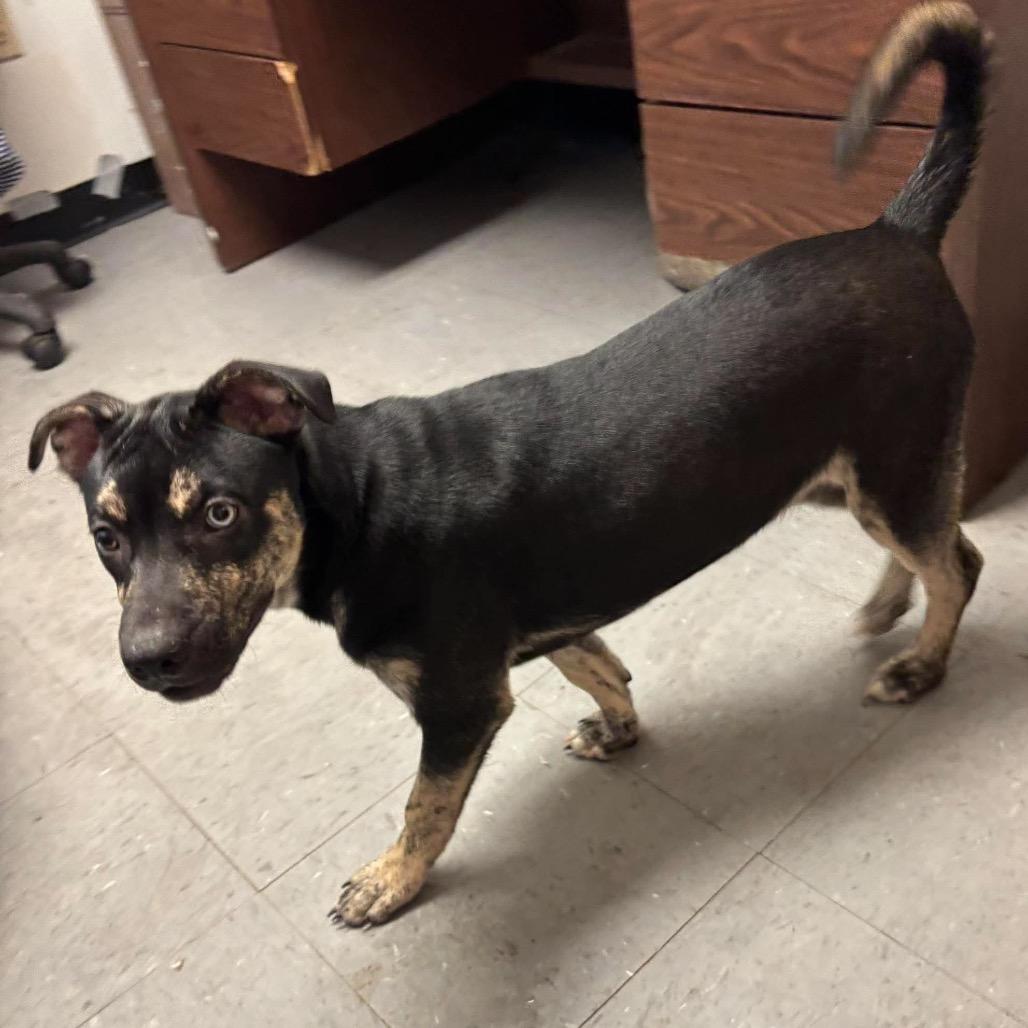 Enlarge Shady *, a Adoptable mixed breed in Wadena, MN image 3/4