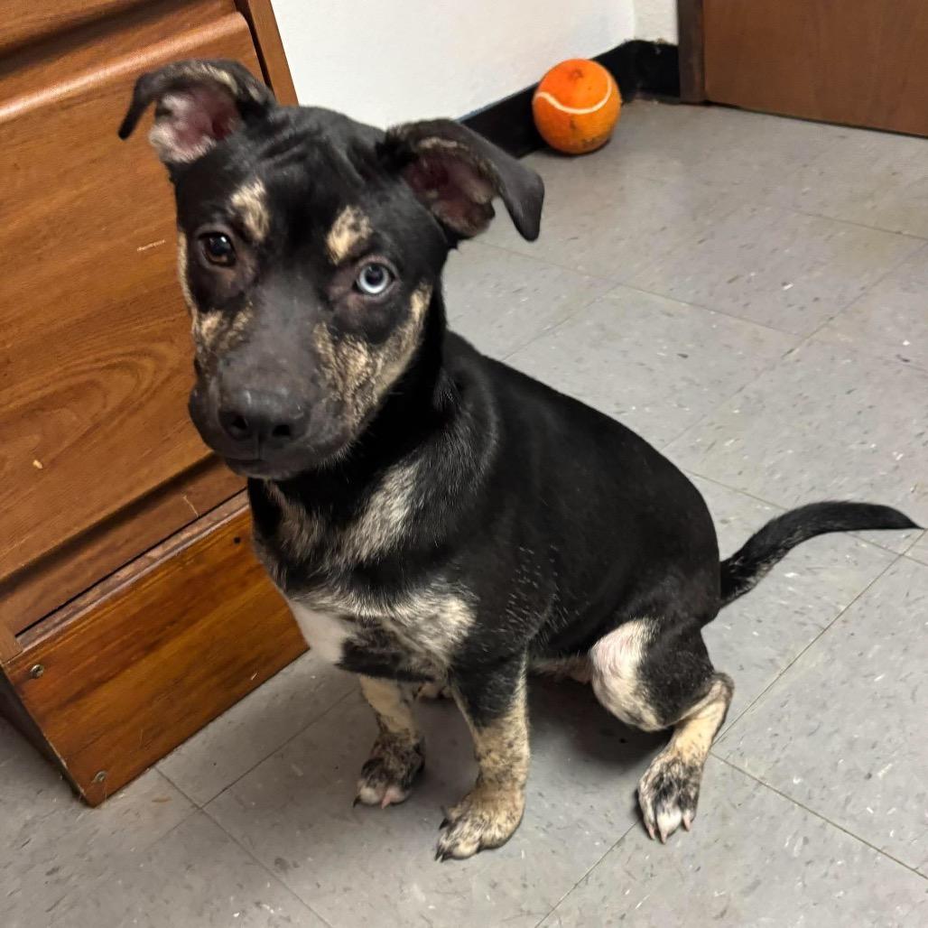 Enlarge Shady *, a Adoptable mixed breed in Wadena, MN image 4/4
